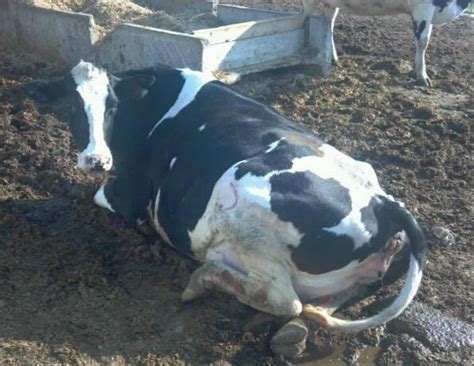 helping dairy cow up after broken leg with skid steer|down cow breaks leg.